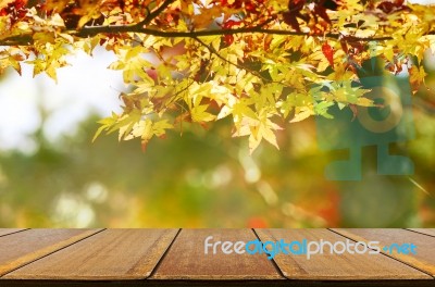 Perspective Wood Counter With Jananese Maple Tree Garden In Autu… Stock Photo