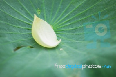 Petals On Lotus Leaf Stock Photo