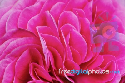 Petals Pink Tea Rose Stock Photo