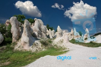 Petrified Forest Stock Photo