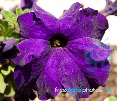 Petunia Stock Photo