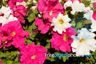 Petunias Stock Photo