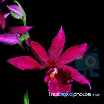 Phaiocalanthe Kryptonite Stock Photo