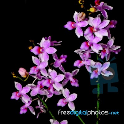 Phalaenopsis Hybrid Stock Photo