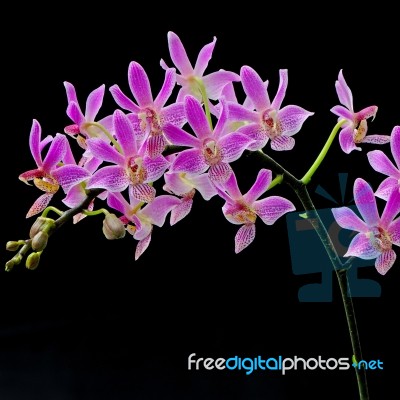 Phalaenopsis Hybrid Stock Photo