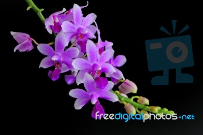 Phalaenopsis Hybrid Stock Photo