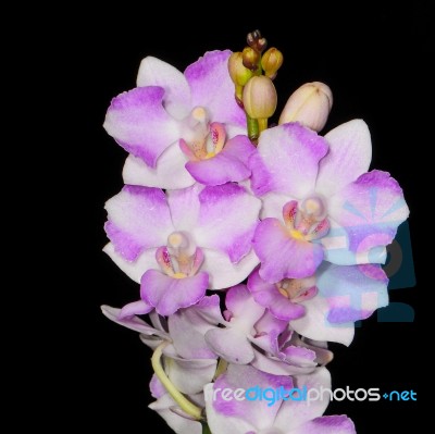 Phalaenopsis Hybrid Stock Photo