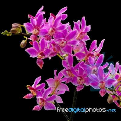 Phalaenopsis Hybrid Stock Photo