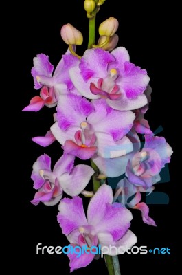 Phalaenopsis Hybrid Stock Photo