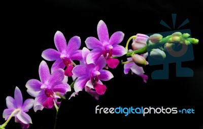 Phalaenopsis Hybrid Stock Photo