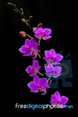 Phalaenopsis Hybrid Stock Photo