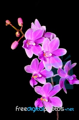 Phalaenopsis Hybrid Stock Photo