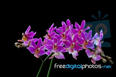 Phalaenopsis Hybrid Stock Photo