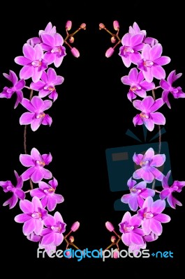 Phalaenopsis Hybrid Stock Photo