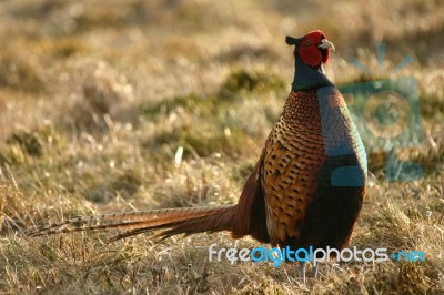 Pheasant Stock Photo