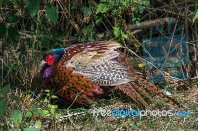 Pheasant Enjoying The Sunshine Stock Photo