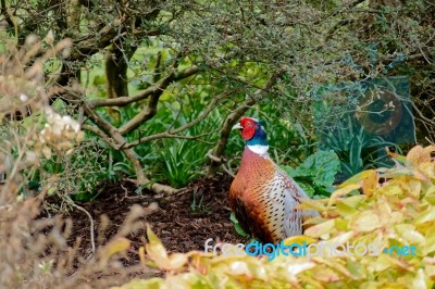 Pheasant Enjoying The Sunshine Stock Photo