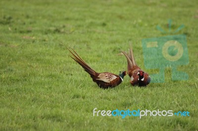 Pheasant Face Off Stock Photo