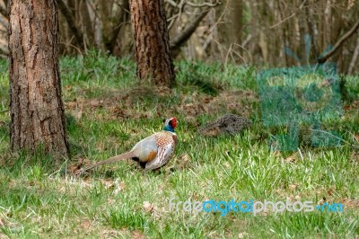 Pheasants Enjoying The Sunshine Stock Photo