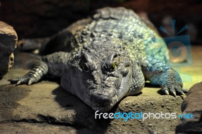 Philippine Crocodile (crocodylus Mindorensis) Stock Photo