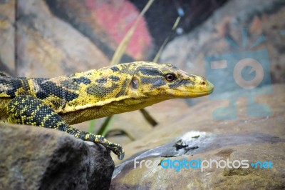 Philippine Water Monitor (varanus Cumingi) Stock Photo