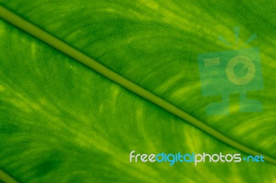 Philodendron Campii Leaf Underside Stock Photo