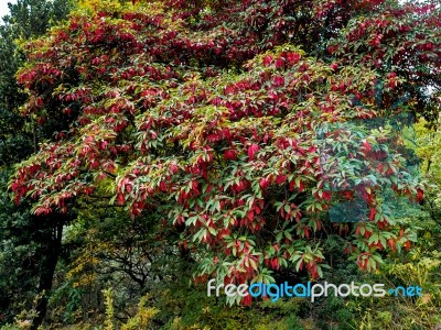 Photinia Davidiana Leaves Turning Red Stock Photo