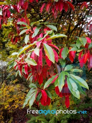 Photinia Davidiana Leaves Turning Red Stock Photo