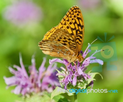 Photo Of A Beautiful Butterfly Sitting On Flowers Stock Photo