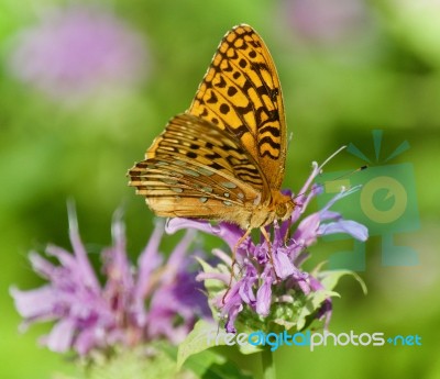 Photo Of A Beautiful Butterfly Sitting On Flowers Stock Photo