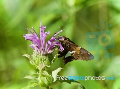 Photo Of A Beautiful Butterfly Sitting On Flowers Stock Photo