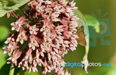 Photo Of A Beautiful Butterfly Sitting On Flowers Stock Photo