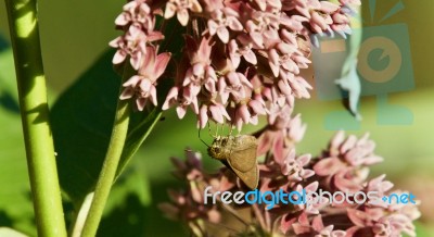 Photo Of A Beautiful Butterfly Sitting On Flowers Stock Photo