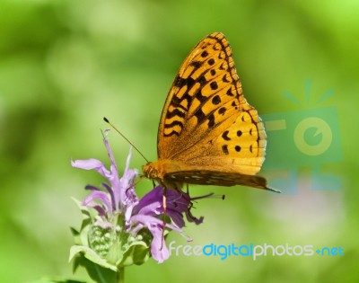 Photo Of A Beautiful Butterfly Sitting On Flowers Stock Photo