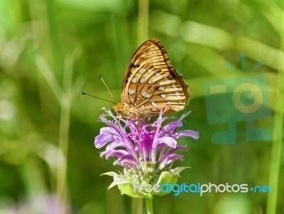 Photo Of A Beautiful Butterfly Sitting On Flowers Stock Photo