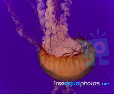 Photo Of A Beautiful Deadly Jellyfish Swimming Stock Photo