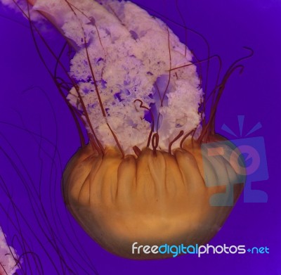 Photo Of A Beautiful Deadly Jellyfish Swimming Stock Photo