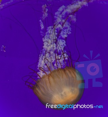 Photo Of A Beautiful Deadly Jellyfish Swimming Stock Photo