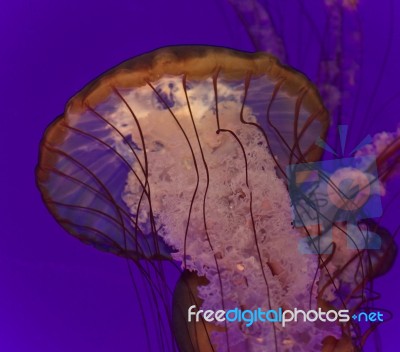 Photo Of A Beautiful Deadly Jellyfish Swimming Stock Photo