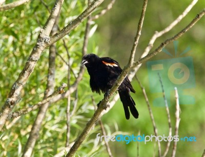 Photo Of A Blackbird Sitting On A Brunch Of A Tree Stock Photo