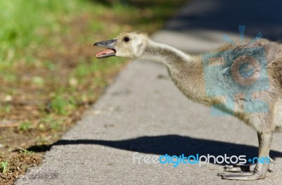 Photo Of A Chick Of Canada Geese Screaming Stock Photo