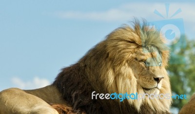 Photo Of A Couple Of Lions Laying Together Stock Photo