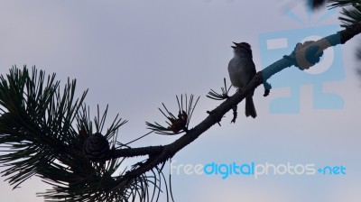 Photo Of A Cute Bird Singing While Sitting Stock Photo