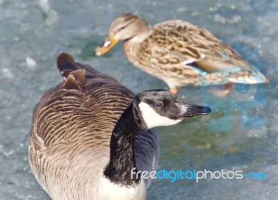 Photo Of A Cute Canada Goose And A Mallard On Ice Stock Photo