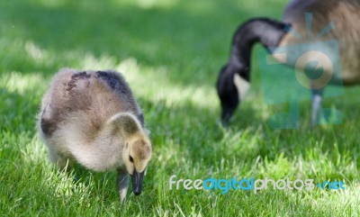 Photo Of A Cute Chick Of Canada Geese Eating Grass Stock Photo