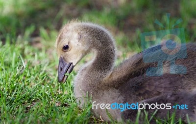 Photo Of A Cute Chick Of Canada Geese Eating Grass Stock Photo