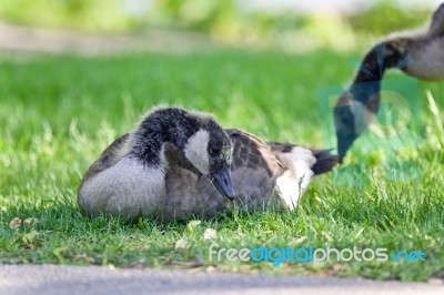 Photo Of A Cute Chick Of Canada Geese Eating Grass Stock Photo