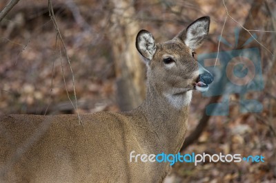 Photo Of A Cute Deer With A Tongue Stock Photo