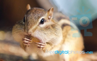 Photo Of A Cute Funny Chipmunk Eating Something Stock Photo