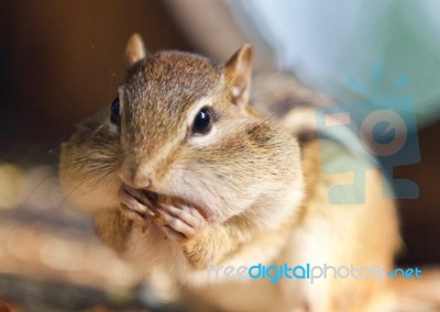 Photo Of A Cute Funny Chipmunk Eating Something Stock Photo